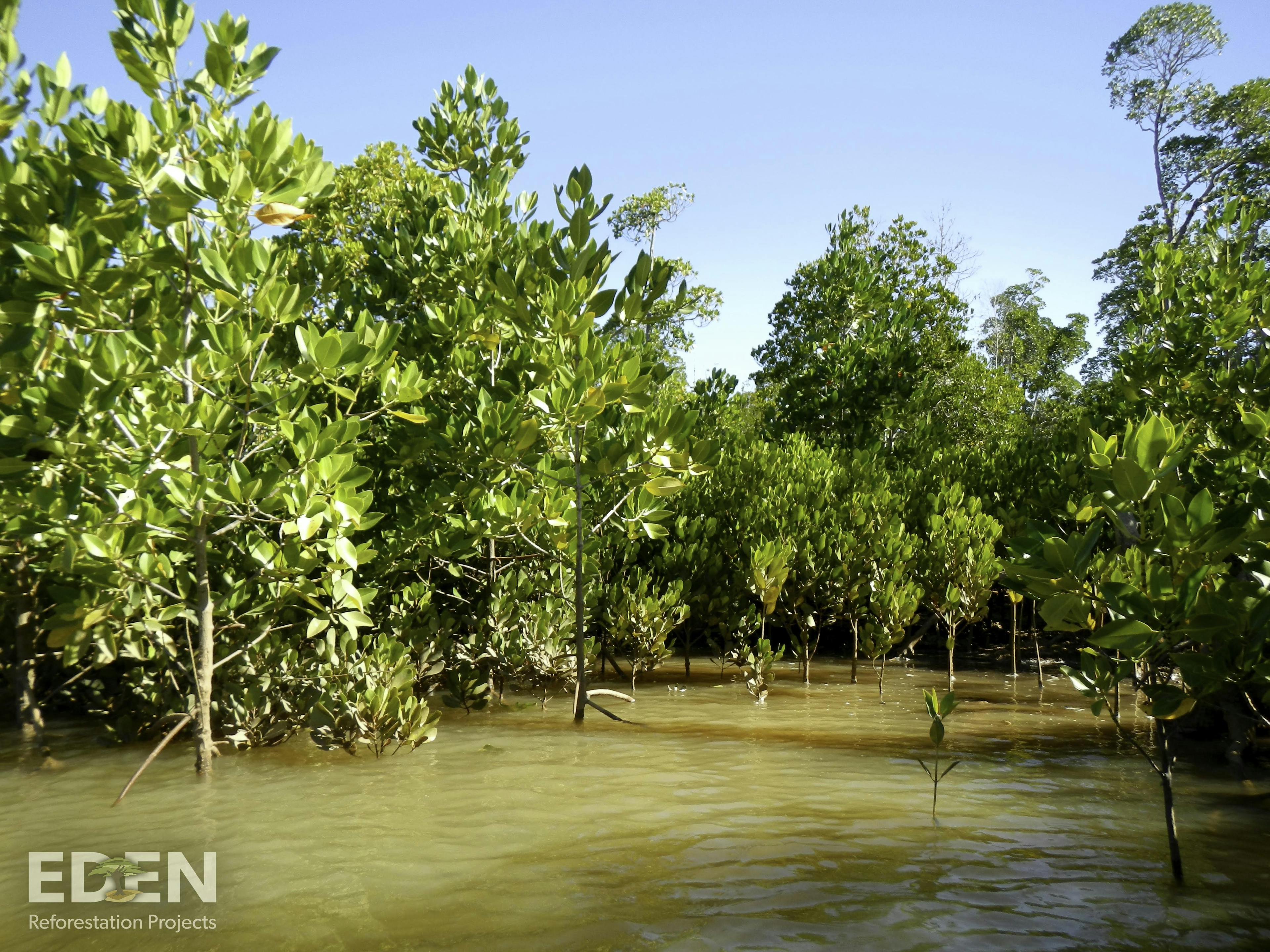 An image of Mangrove Reforestation - Madagascar
